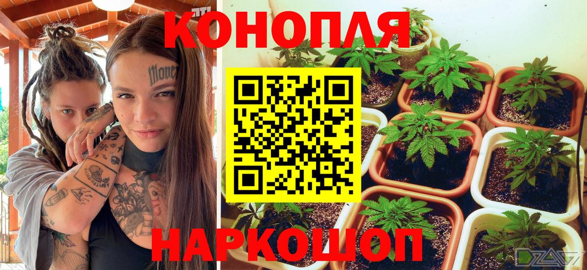 Конопля ГИДРОПОН  Шишки марихуана индика  Вход с VPN  Курган  Конопля OG Kush  Бошки Шишки SATIVA & INDICA 